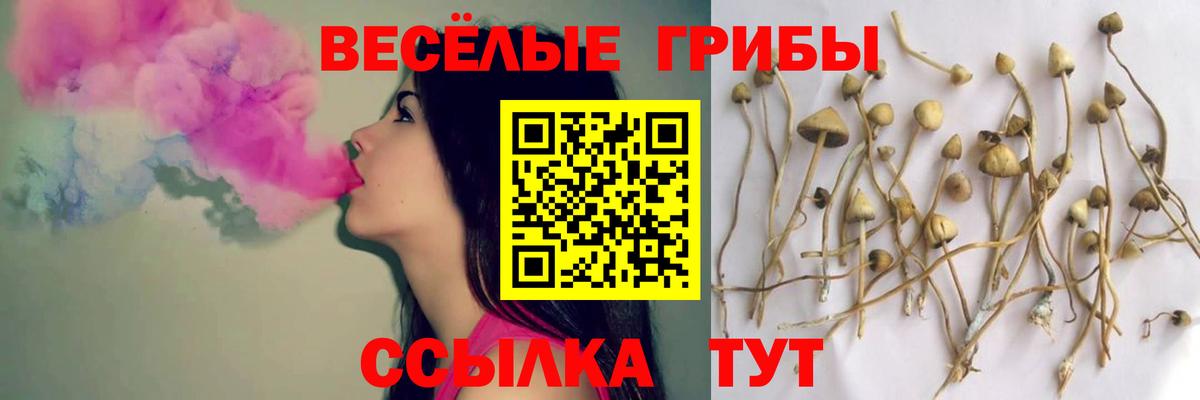 Псилоцибиновые грибы прущие грибы  купить наркотики сайты  Богданович  Галлюциногенные грибы Cubensis 